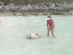 Uinti sikojen kanssa tyttöjen beach, exuma, Bahama